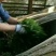 普洱茶二级