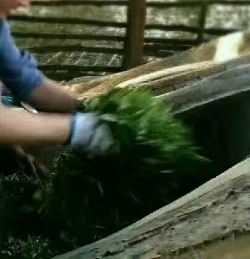 普洱茶二级