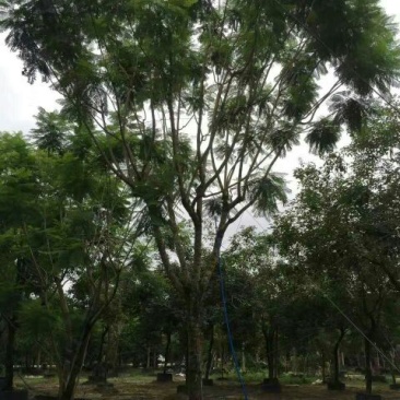 蓝花楹5~8m