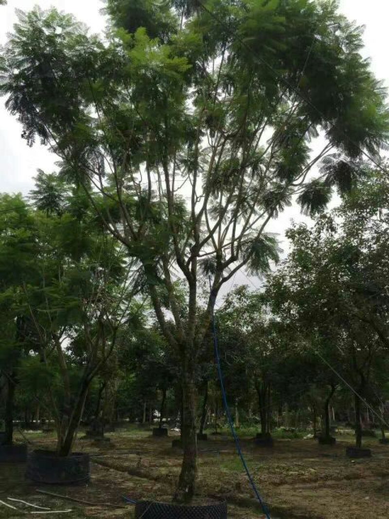 蓝花楹5~8m
