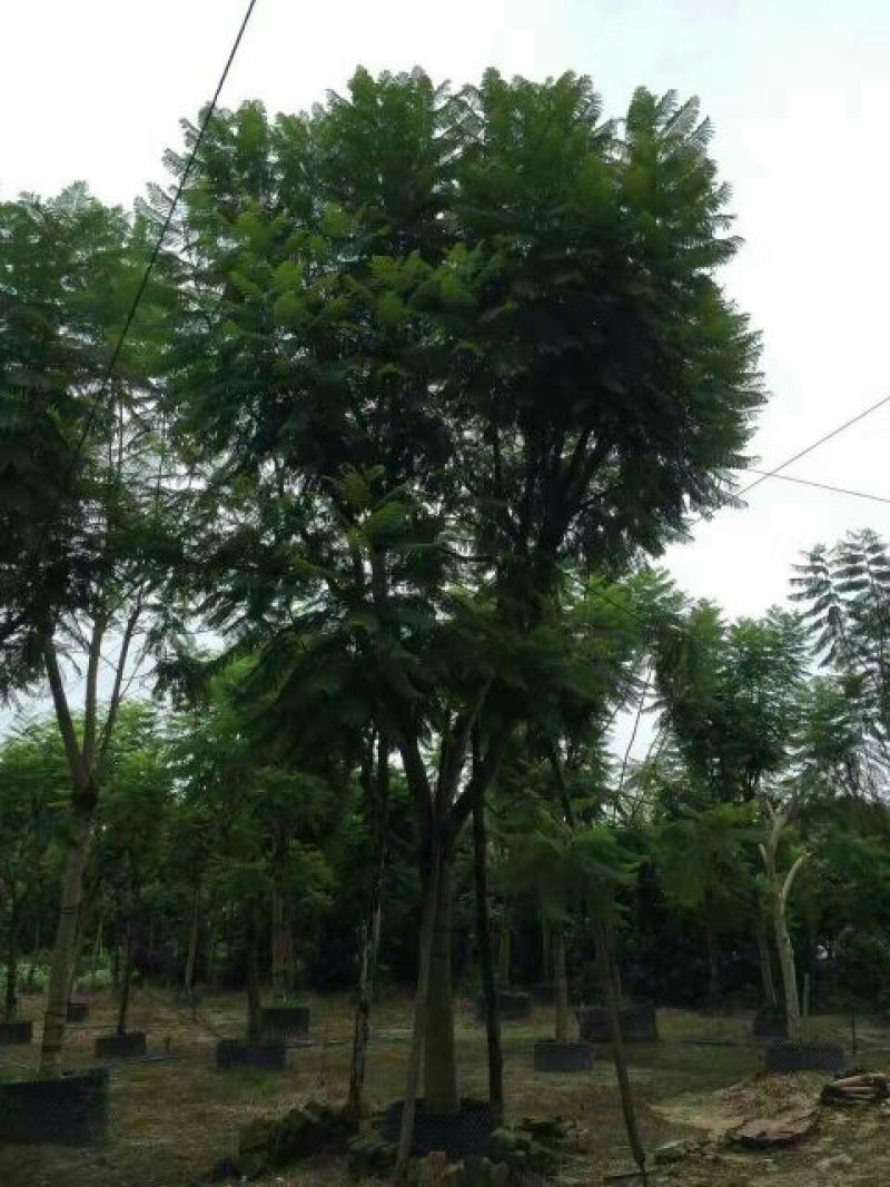 蓝花楹5~8m