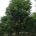 蓝花楹5~8m