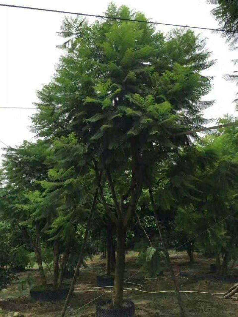 蓝花楹5~8m