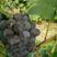 夏黑葡萄1.5~2斤5%以下产地直供欢迎采购