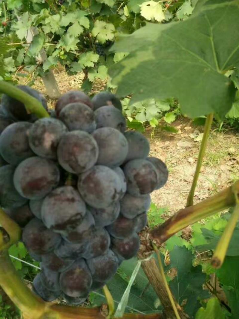 夏黑葡萄1.5~2斤5%以下产地直供欢迎采购