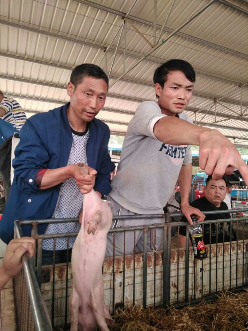 三元仔猪20~30斤，您的满意是我的追求！