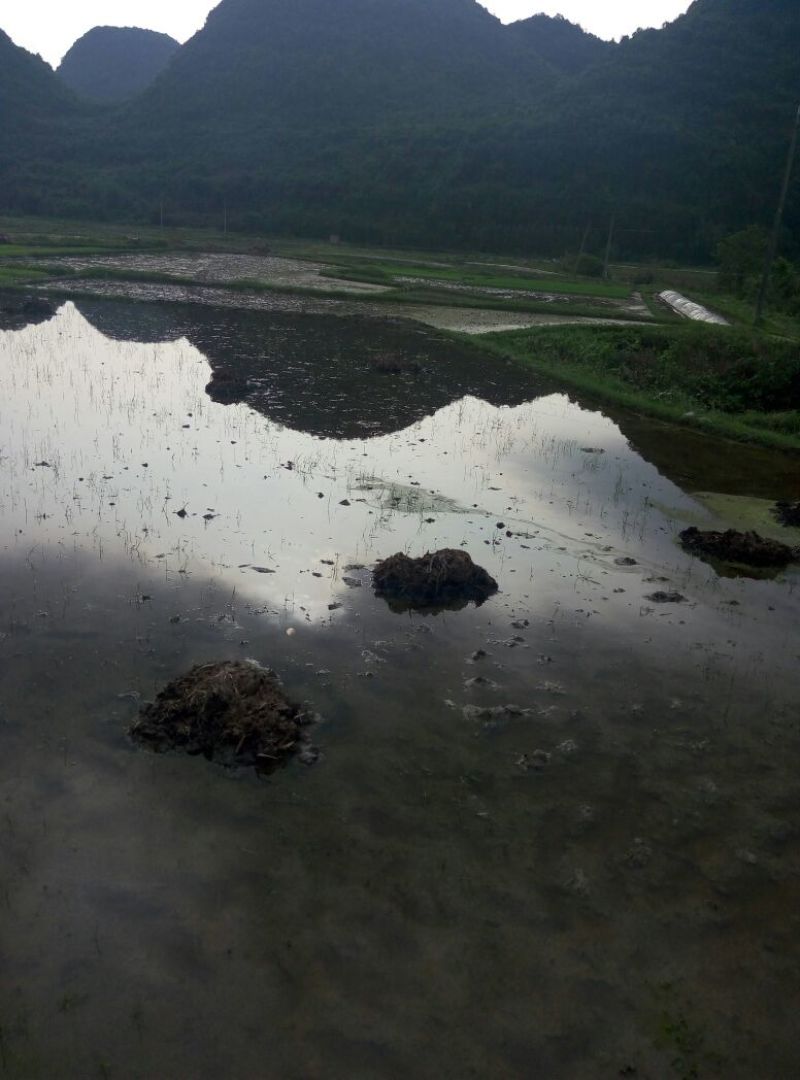色选白米农家大米，新米，一级
