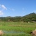 色选白米农家大米，新米，一级