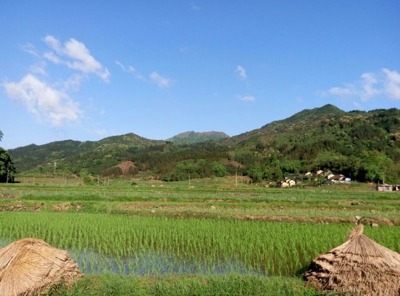 色选白米农家大米，新米，一级