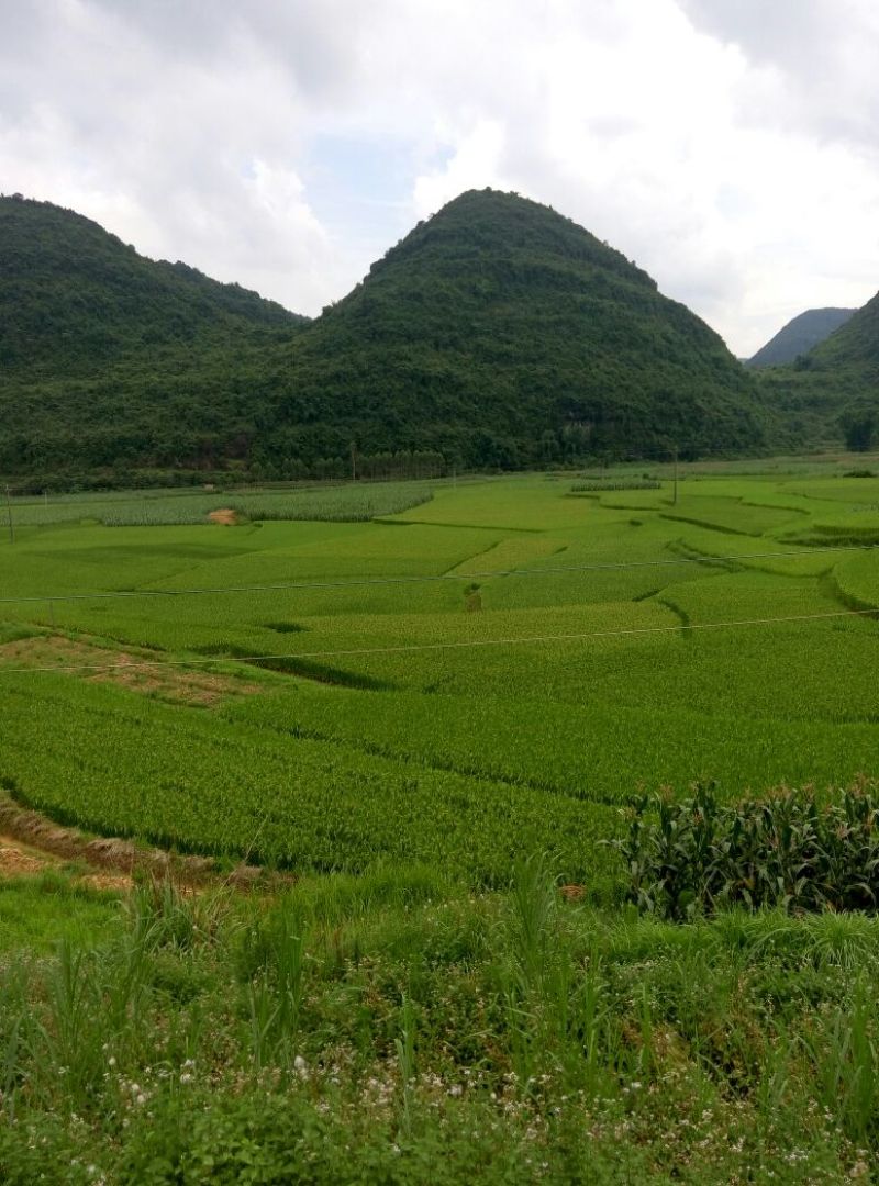 色选白米农家大米，新米，一级