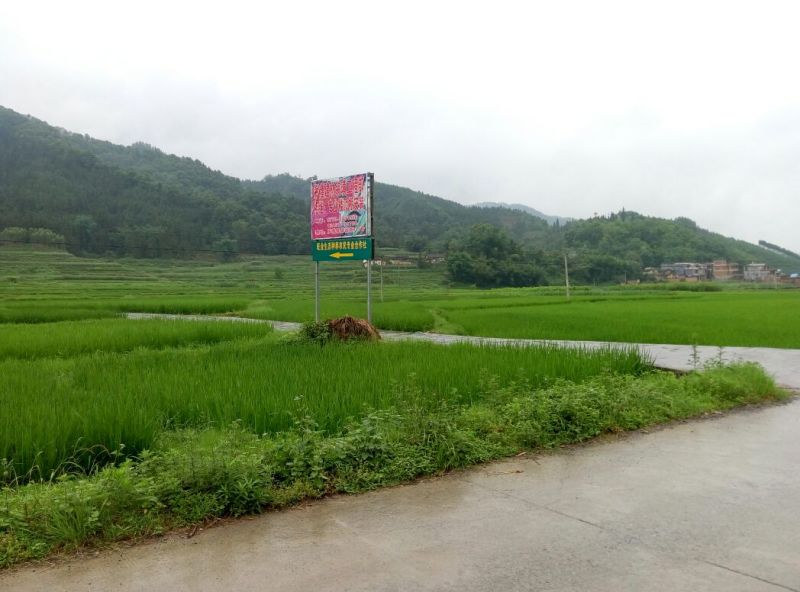 色选白米农家大米，新米，一级