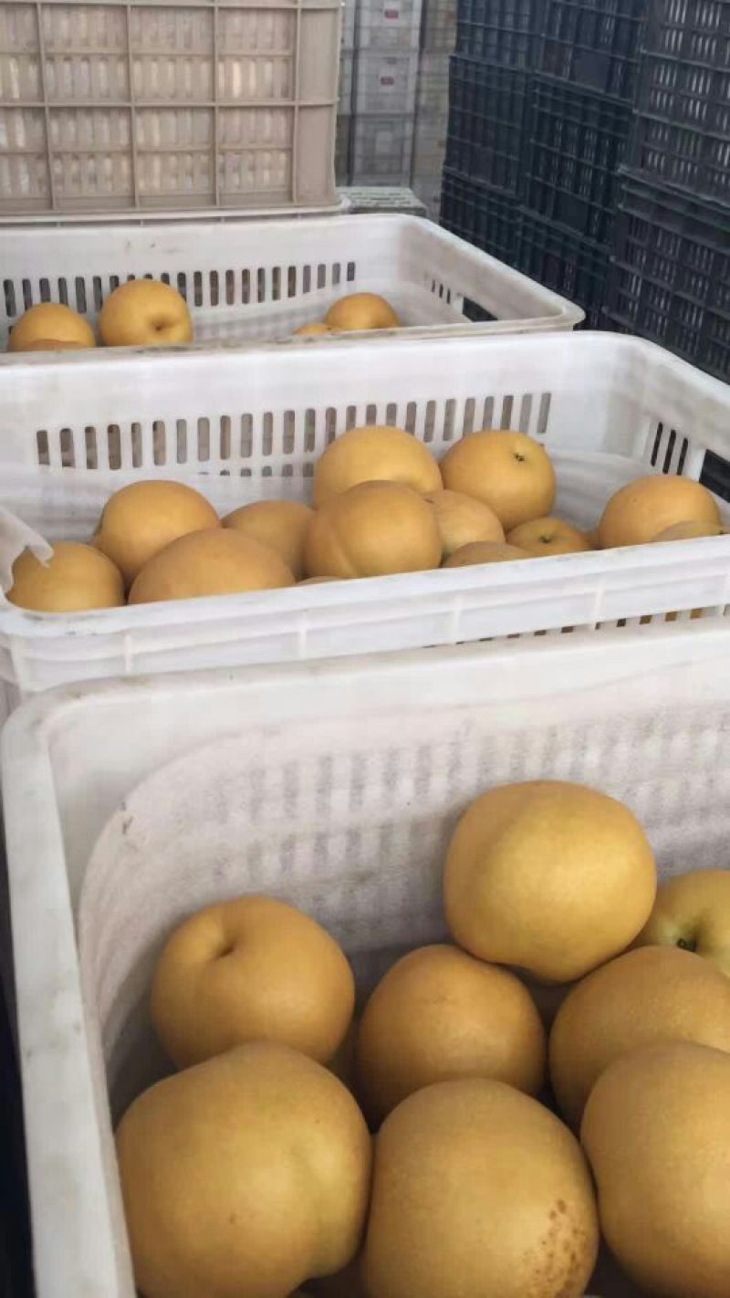 丰水梨250~300g纸袋