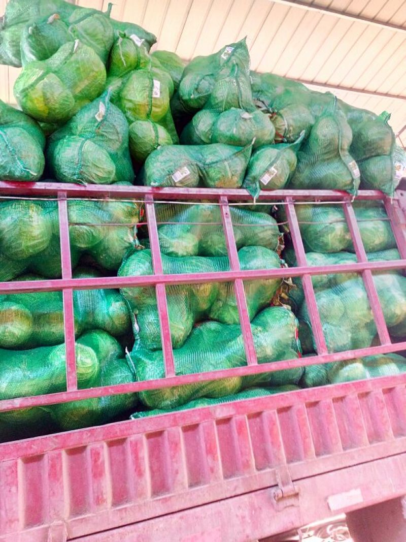 扁包菜3--7左右质优价廉耐运输值得拥有