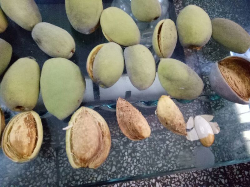 美国大杏仁特级