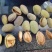 美国大杏仁特级