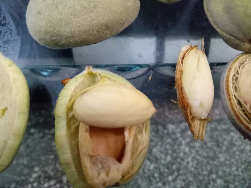 美国大杏仁特级