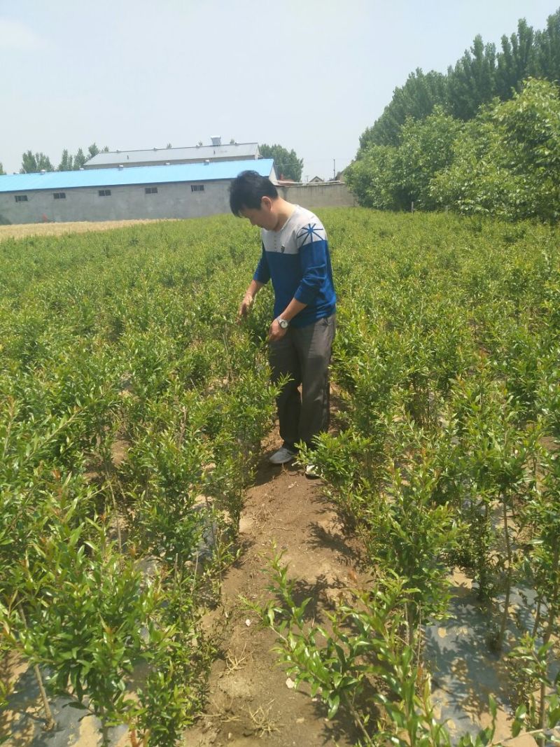 石榴苗实生苗70~80cm