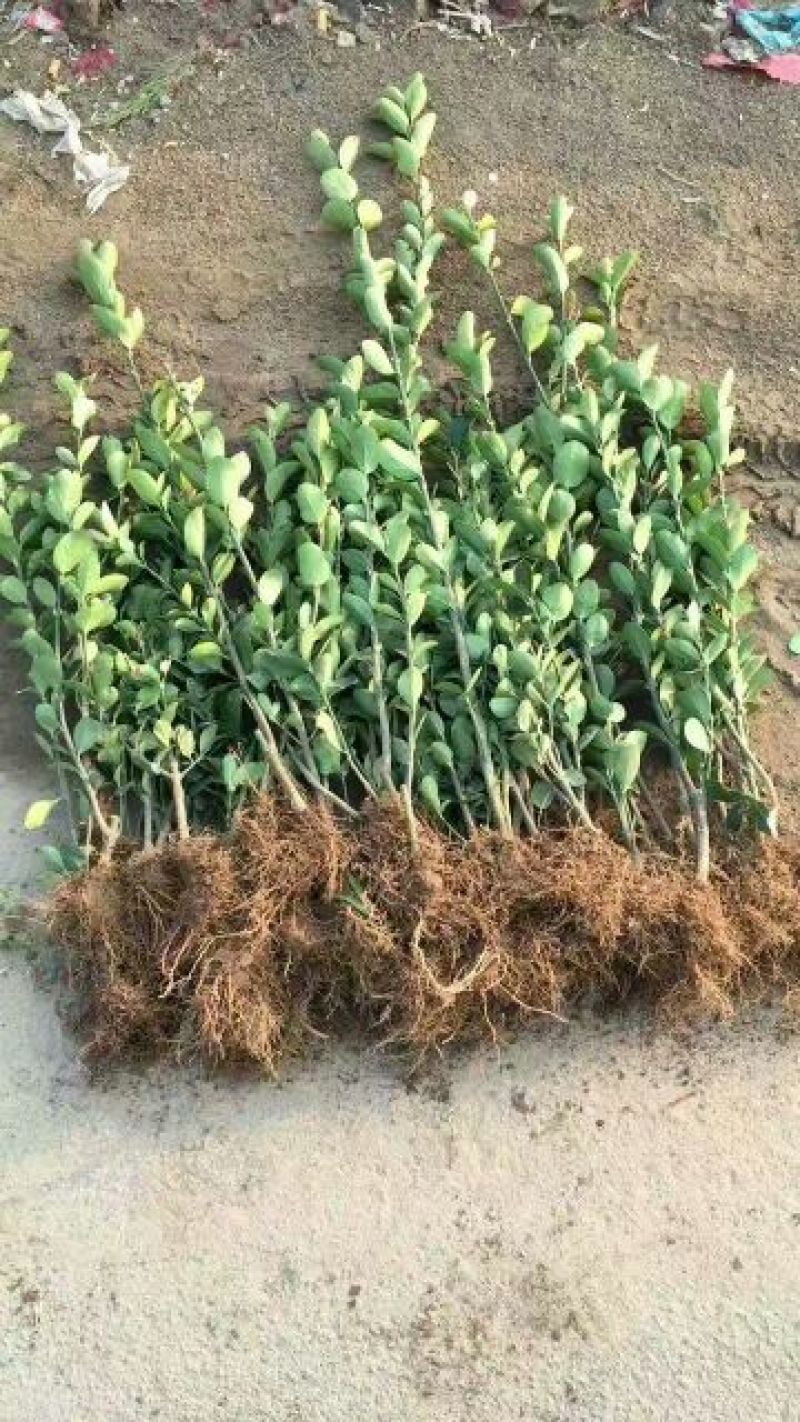 大叶黄杨苗40~50cm
