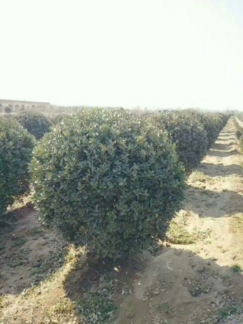大叶黄杨苗40~50cm