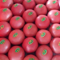 硬粉西红柿弧三以上硬粉大量上市，急需客商！！！！
