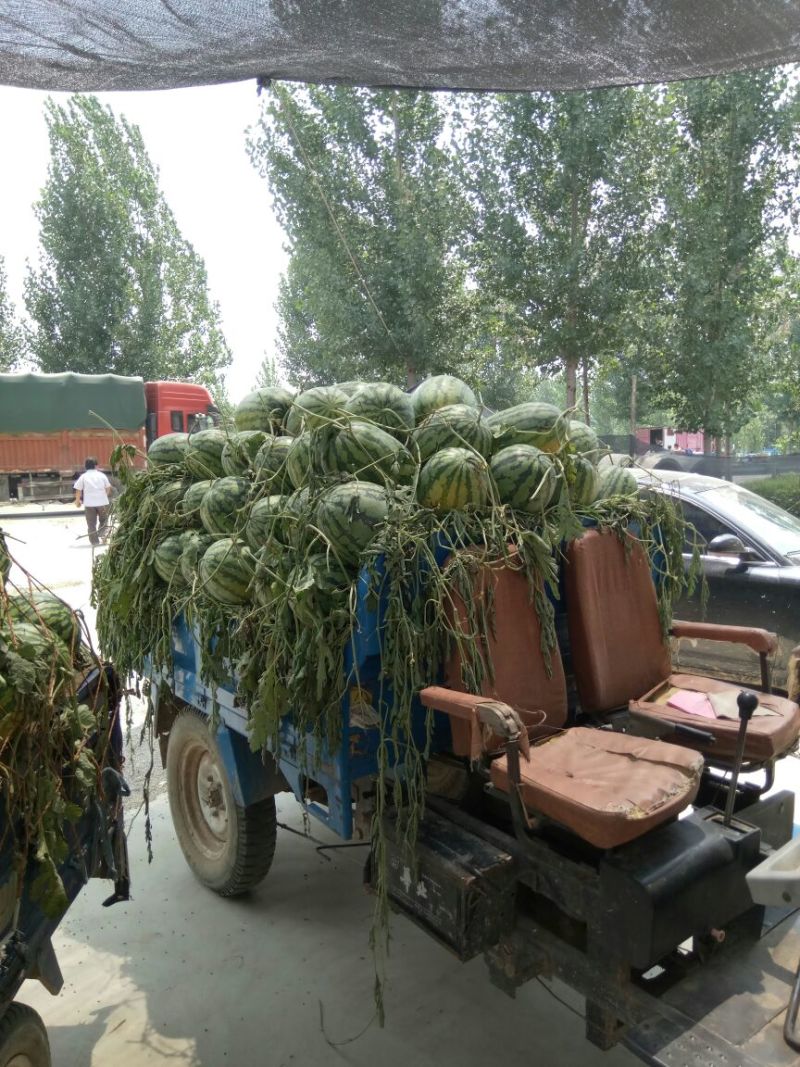 冠龙西瓜10斤打底9成熟1茬！！！！！！