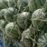 冠龙西瓜10斤打底9成熟1茬！！！！！！