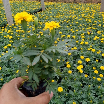 孔雀草