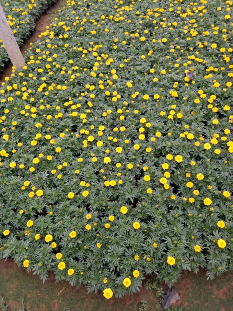 孔雀草