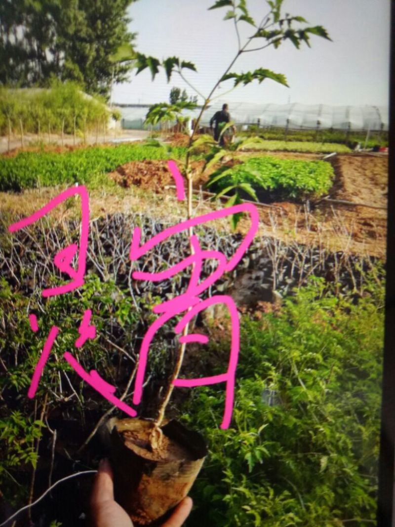 凌霄1cm以下