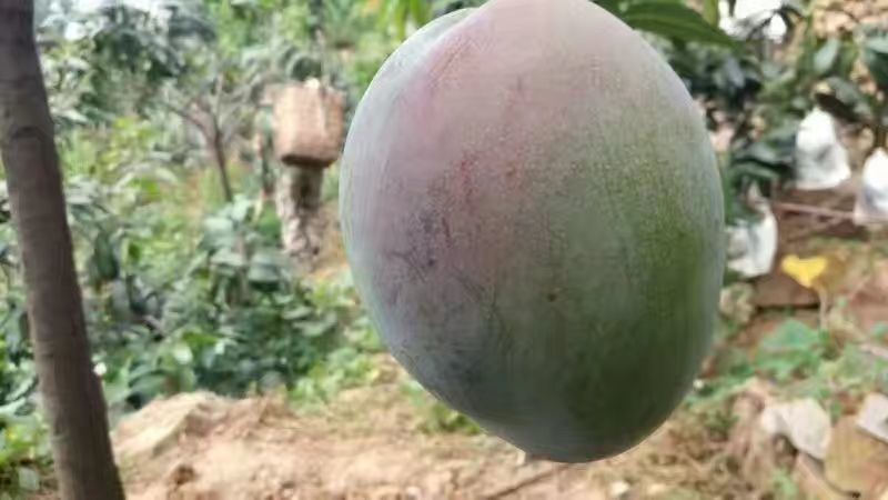 大凯特一级大果5斤装，欢迎各平台咨询合作对接