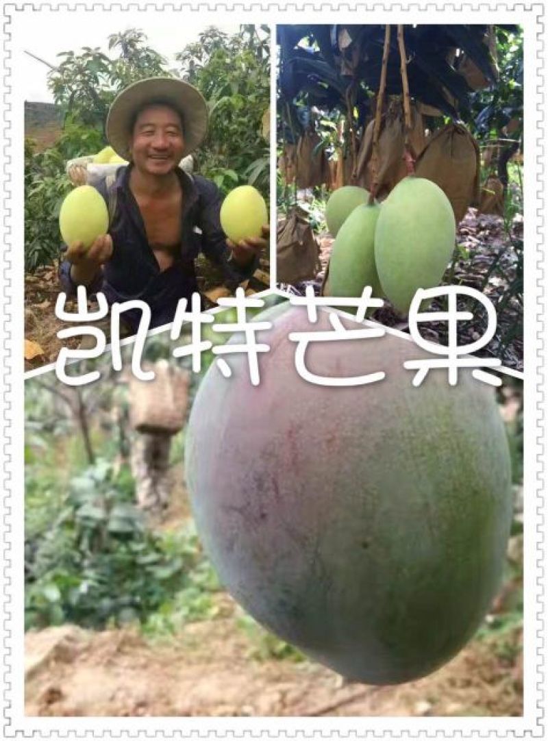 大凯特一级大果5斤装，欢迎各平台咨询合作对接