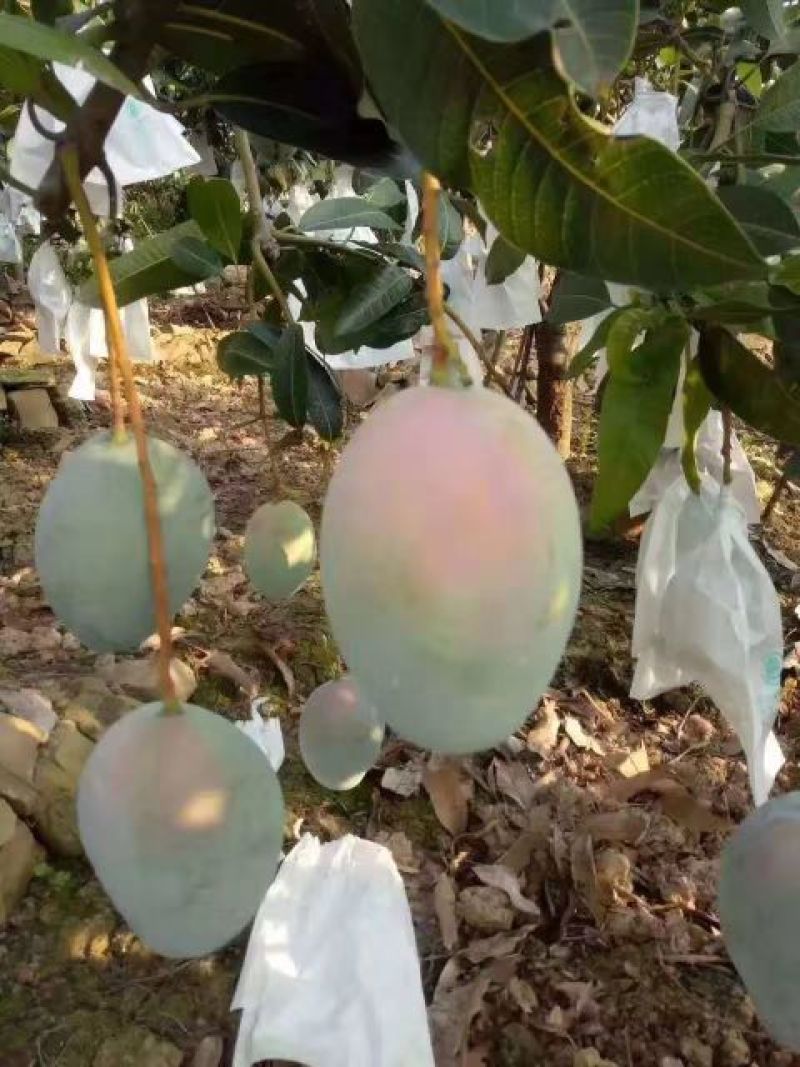 大凯特一级大果5斤装，欢迎各平台咨询合作对接