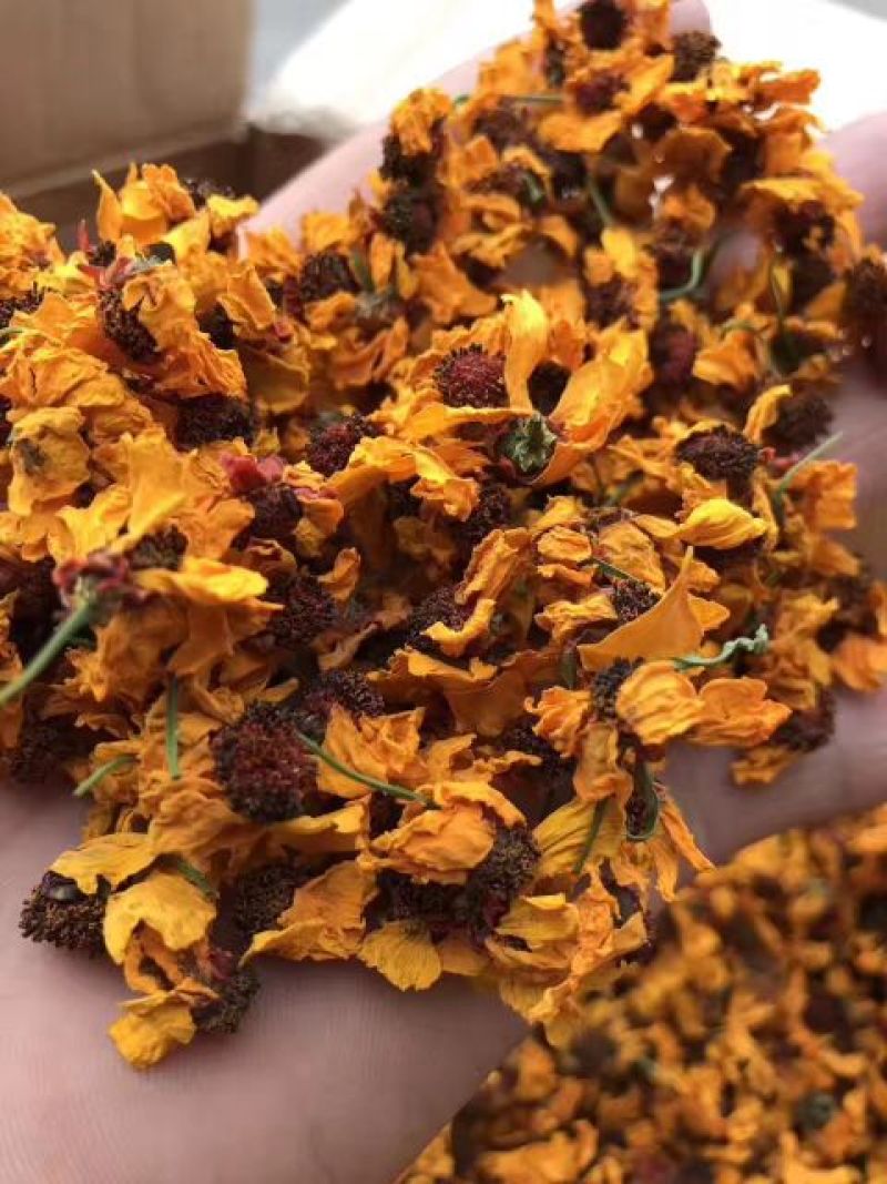高海拔昆仑雪菊，克里阳雪菊