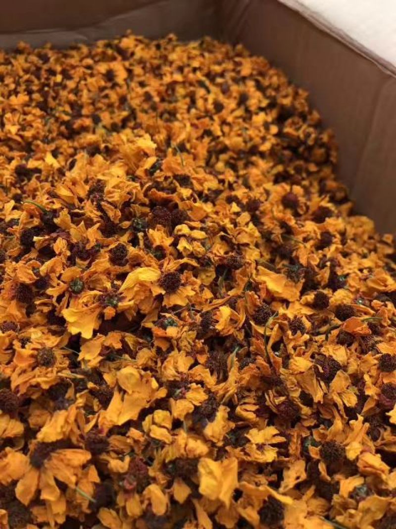 高海拔昆仑雪菊，克里阳雪菊