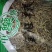 鱼腥草根干货量大从优常年经营中药材