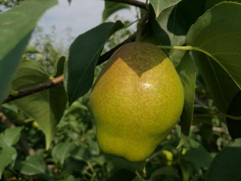 红香酥梨筐装