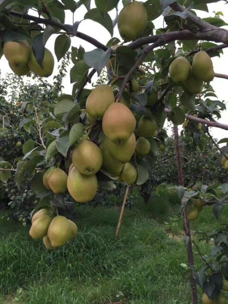 红香酥梨筐装