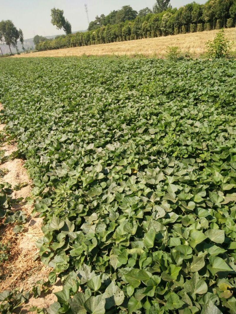 秦薯五号白心2两以上