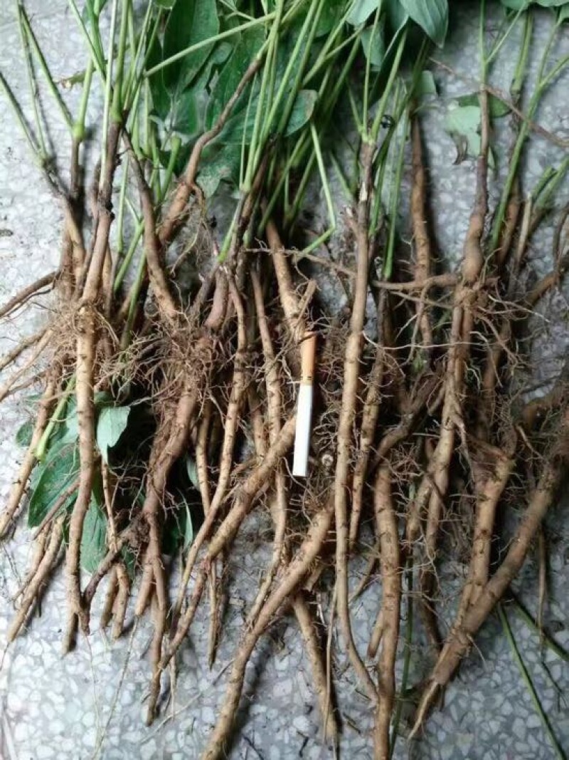 油牡丹苗30~40cm