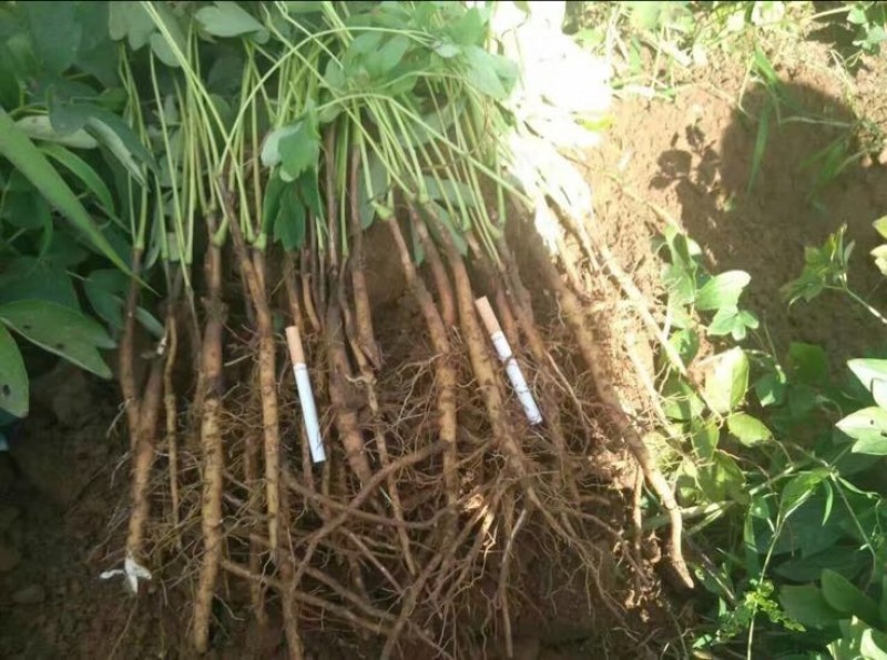 油牡丹苗30~40cm