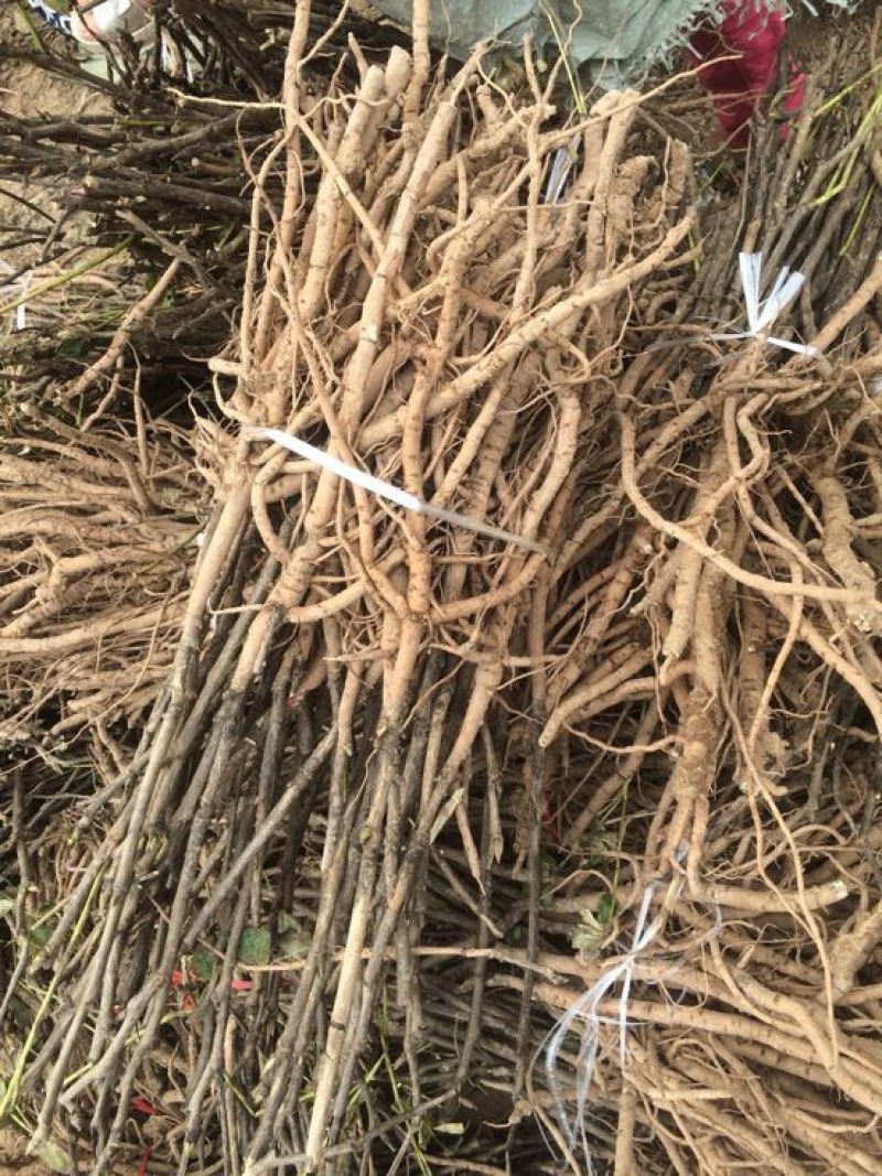 油牡丹苗30~40cm