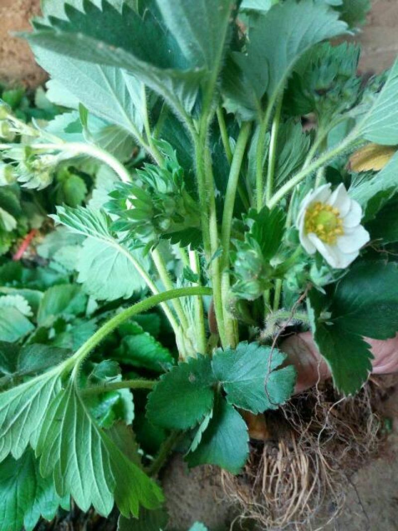甜查理草莓苗10~20cm