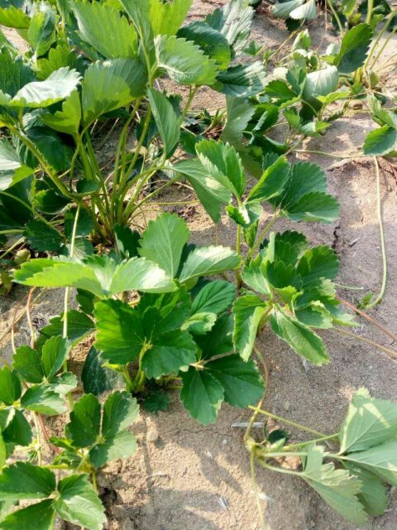 甜查理草莓苗10~20cm