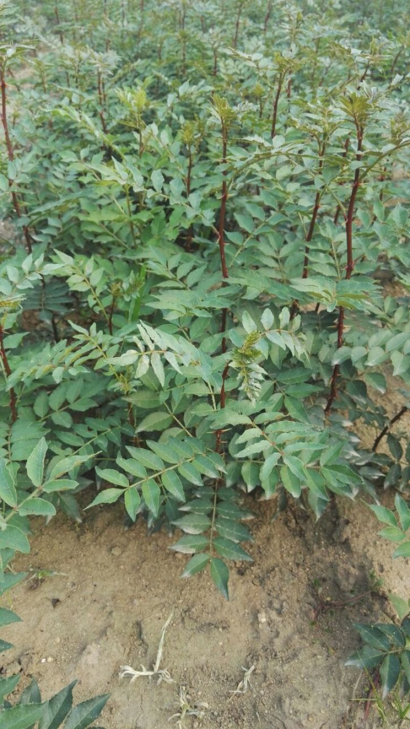 花椒苗大红袍花椒苗，基地直销，包邮包售后