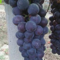 京亚葡萄0.8~1.5斤10%以下