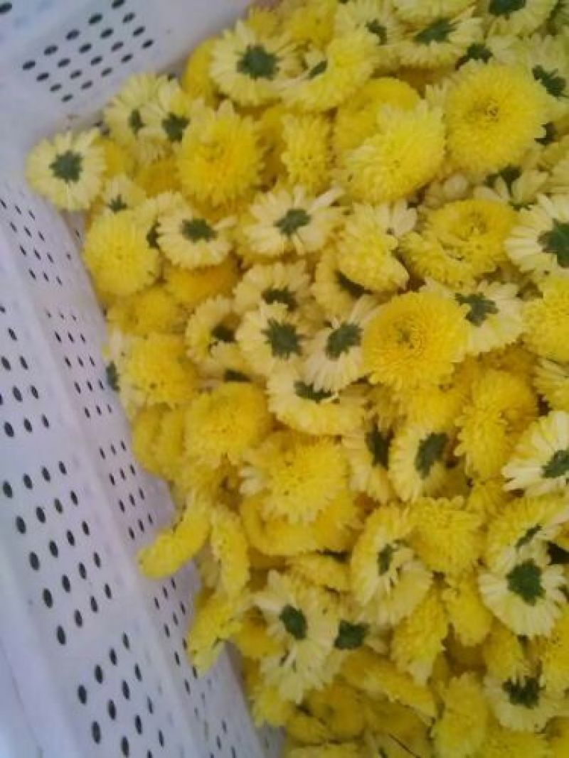 菊花茶特级