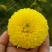 菊花茶特级