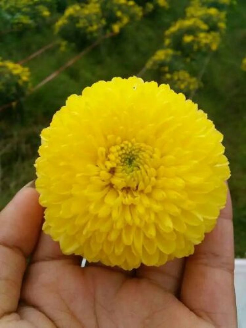 菊花茶特级