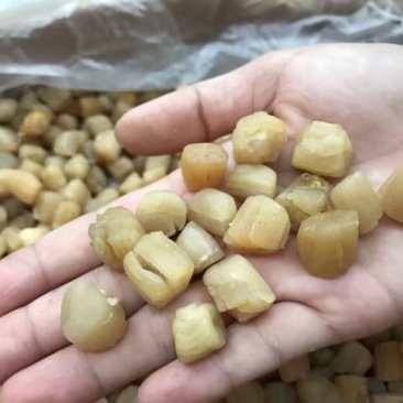 干瑶柱
