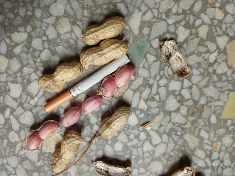 【花生】湖北精品花生小白沙湿花生基地直发欢迎选购